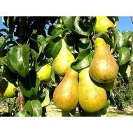 Саженец Груша Бере Боск